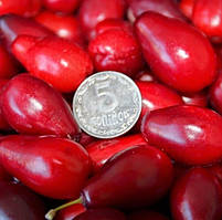 Привитий Кизил "Семен" (високоурожайний і дуже великоплідний сорт)