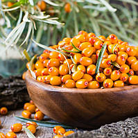 Обліпиха "Чуйська солодка" хлопчик + дівчинка (ранній термін дозрівання)