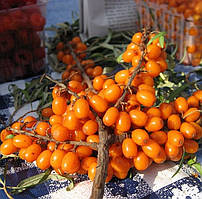 Саджанець Обліпихи "Лейкора" ПАРА (М+Ж) (крупноплідна, ароматна)