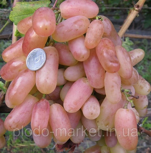 Виноград "Преображення" (ранній термін дозрівання), фото 1