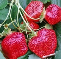 Полуниця яскраво-червона "Мармеладка" 10шт (преміальний ремонтантний сорт)