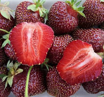 Полуниця темно-червона "Комета" 10шт (високоурожайний сорт)