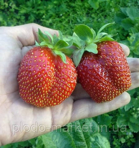Полуниця "Вікторія" 10шт ремонтантний сорт, фото 1