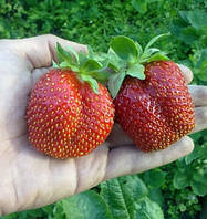 Полуниця "Вікторія" 10шт ремонтантний сорт