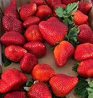 Полуниця "МОНТЕРЕЙ" 10шт (ремонтантний + високоврожайний сорт)