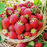 Полуниця "Мальвіна" 10шт (пізній строк достигання)