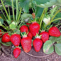 Полуниця Ампельна 10шт "Белтран" (ранній сорт ремонтантний)