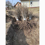 Обліпиха "Лейкора" жіноча (великоплідна, ароматна), фото 2