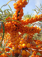 Обліпиха "Чуйська солодка" жіноча (ранній термін дозрівання)