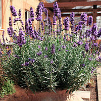 Лаванда французька "Princess" (2 річний саджанець)