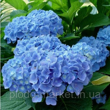 Гортензія великолиста блакитна "Блакитна ніжність", фото 1