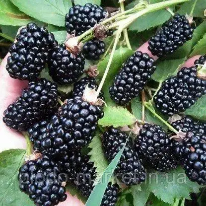 Ожина "Небеса можуть почекати" рання, фото 1