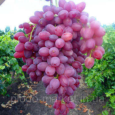 Виноград"Альтаїр"(ультрараннійтерміндозрівання)