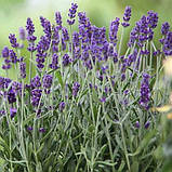 Лаванда Літл Леді. Англійський сорт, фото 2
