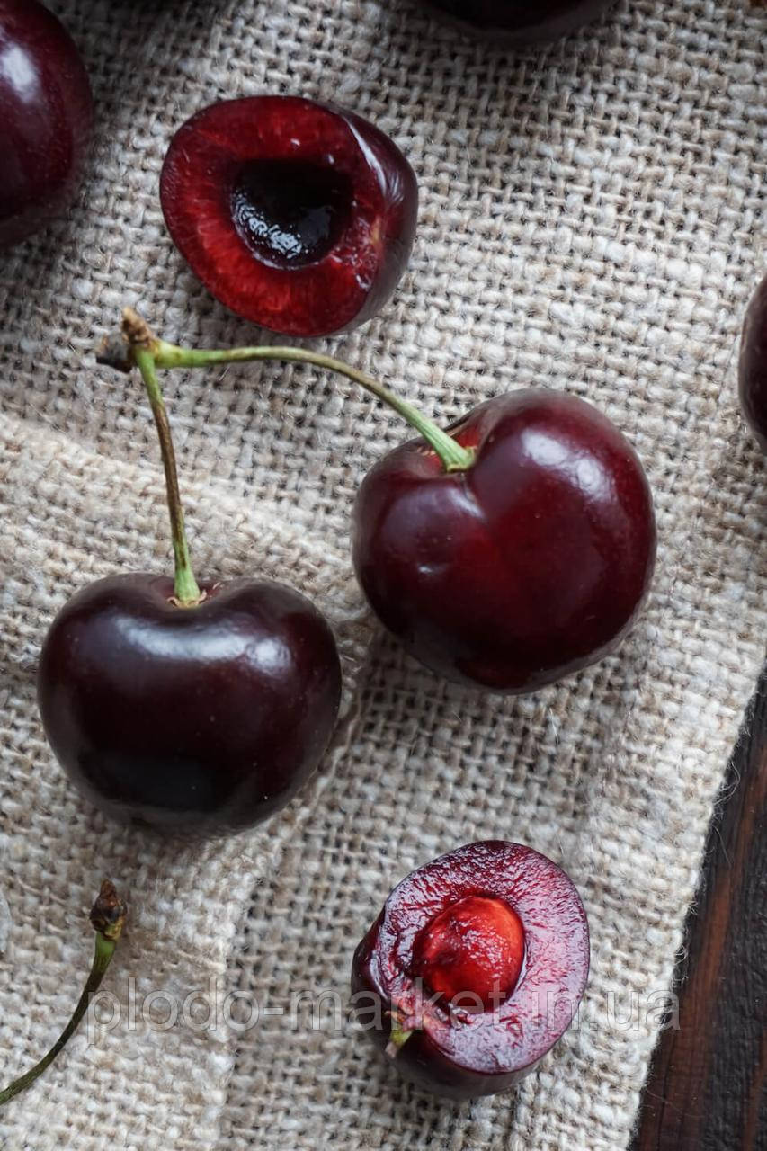 Черешня Бургундія (самоплідність, морозостійкість, стійкість до хвороб), фото 1