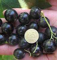 Смородина чорна "Чорний Бумер" (кращий сорт серед крупноплідних)