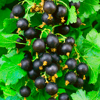 Смородина чорна "Аспірантська" (середньоранній, високоврожайний сорт)