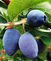 Жимолость "Морена" 2-х річна (рання, ягоди не обсипаються)