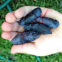 Жимолость 2-х річна "Югана" (морозостійкий сорт, ранній термін дозрівання)