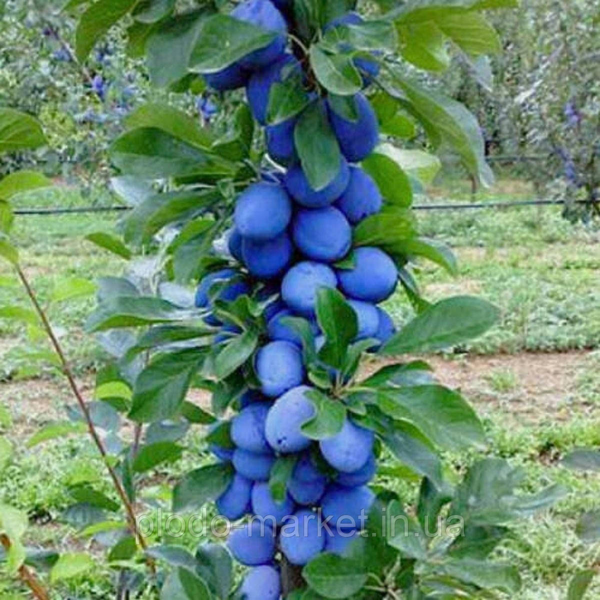 Слива колоновидна "Кромань" (приємного солодкого смаку), фото 1