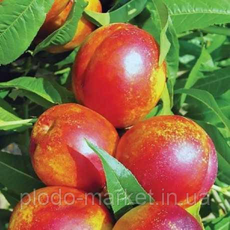 Ексклюзив! Нектарин колоновидний "Містер Персі", фото 1