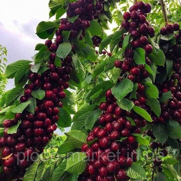 Вишня колоновидна "Королева" (в плодоношення вступає на 2-й рік), фото 1