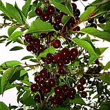 Вишня колоновидна "Королева" (в плодоношення вступає на 2-й рік), фото 2