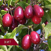 Кизил щеплений "Гренадер" (ранній, крупноплідний)