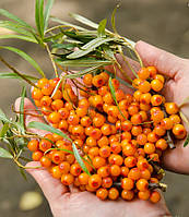 Обліпиха "Нівелена" жіноча(середній термін дозрівання)