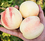 Персик білий з темно-рожевим бочком "Білий король" Ексклюзив!, фото 2