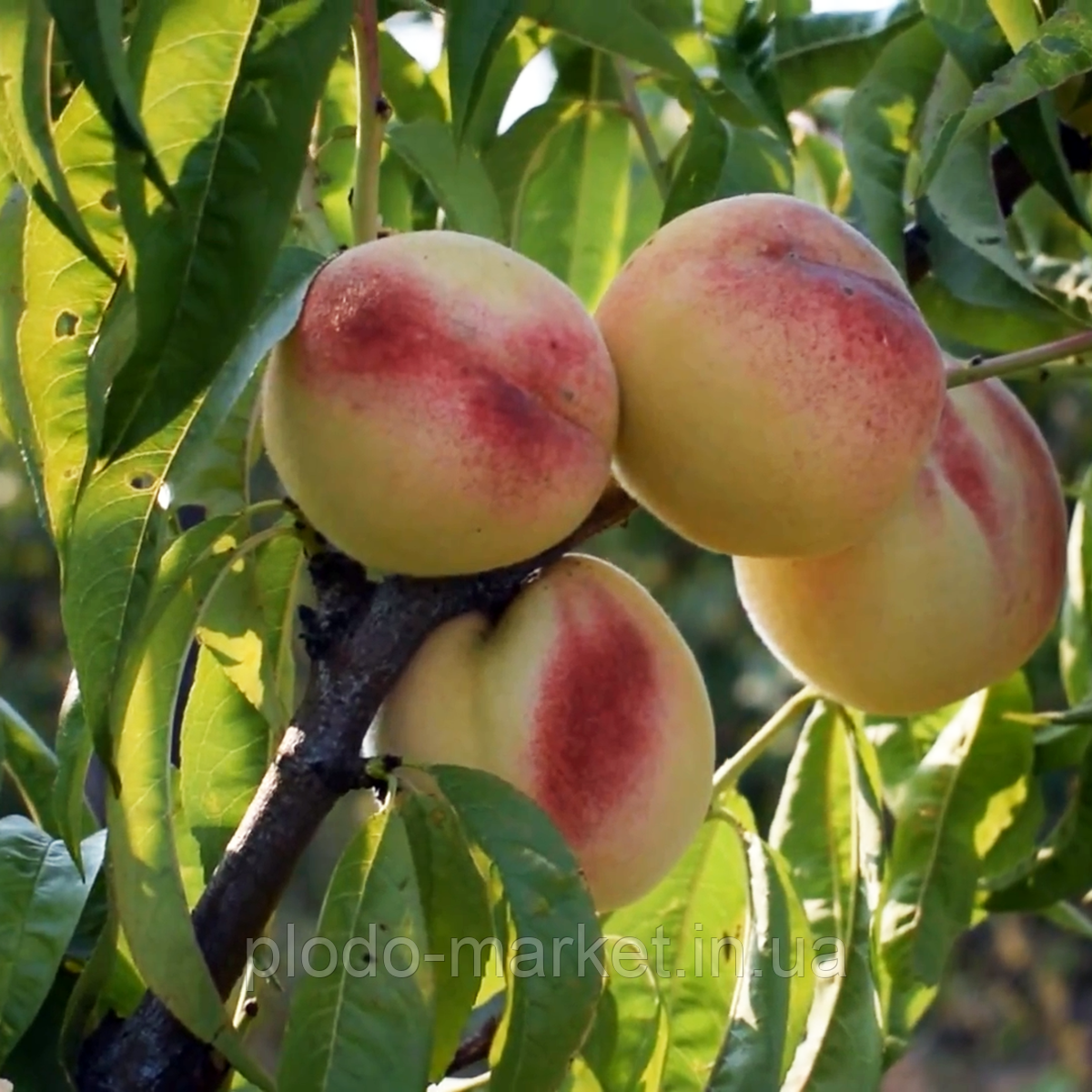 Персик білий з темно-рожевим бочком "Білий король" Ексклюзив!, фото 1