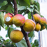 Саджанці Абрикоса "NJA 19" (високі смакові якості, з медовим солодким смаком), фото 2