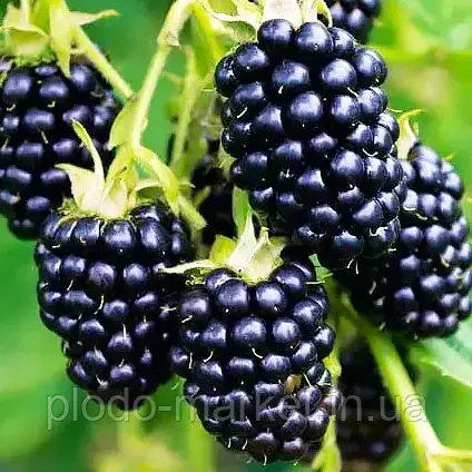 Ожина гігант, американський сорт "Кіова", фото 1