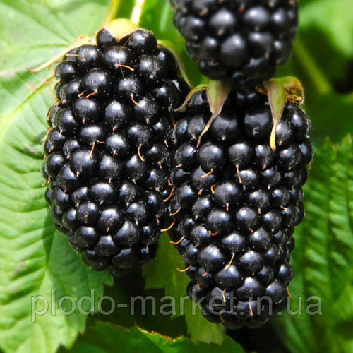 Ожина гігант "Прайм Арк Фрідом" (ремонтантний супер сорт), фото 1