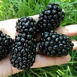 Ожина гігант "Прайм Арк Фрідом" (ремонтантний супер сорт), фото 2