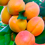 Абрикос колоновидний "Первайс" (відрізняється високою врожайністю), фото 2