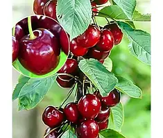 Черешня колоноподібна "Світ Чері" (сорт з великими плодами)