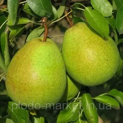Груша колоновидна "Найт-Верт" (сорт голландської селекції), фото 1