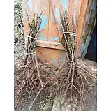 Груша колоновидна "Найт-Верт" (сорт голландської селекції), фото 2