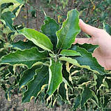 Яблуня колоноподібна "Скорпіон" (в плодоношення вступає на другий рік), фото 3