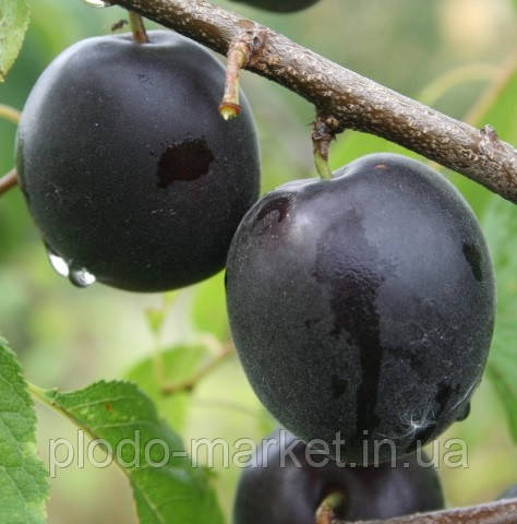 "Плумкот" (слива-абрикос) Априсалі, фото 1