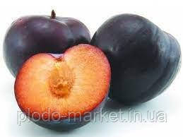 Гібрид "Нектаприум" нектаринова слива, фото 1