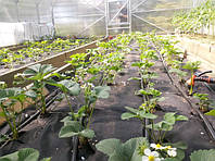 Як працює крапельний полив