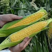 Кукурудза Тусон Ф1 20шт