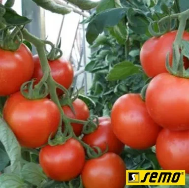 Томат Парто Ф1 10шт