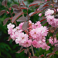 Саджанці сакури Роял Бургунді