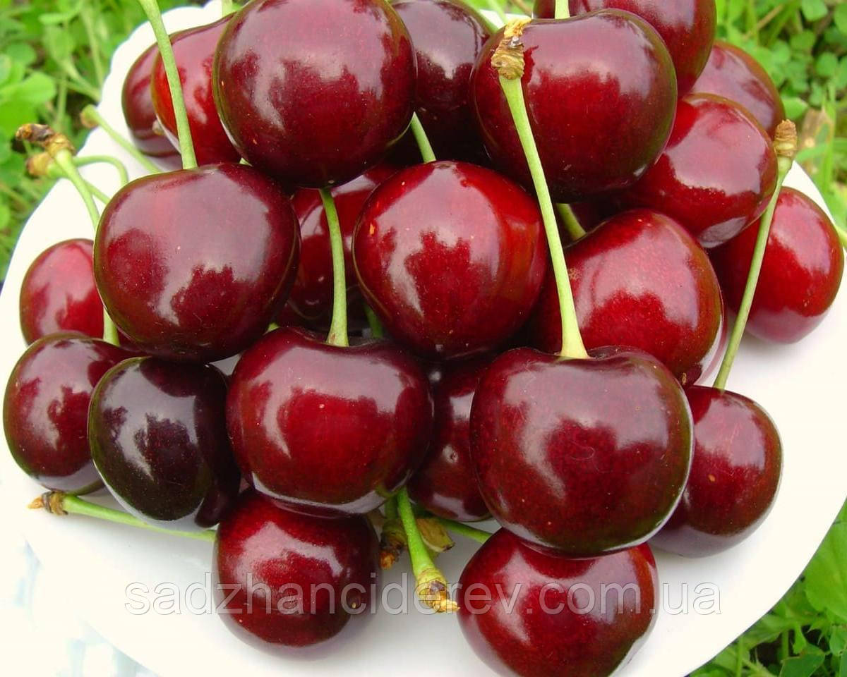 Саджанці черешні ( Pacific Red)