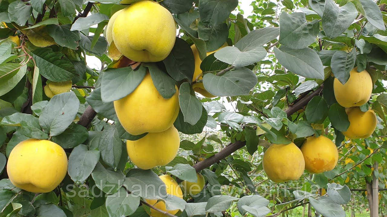 Саджанці айви Марія