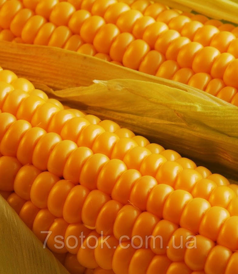 Семена кукурузы Попкорн желтый, 1кг - фото 2 - id-p437160739