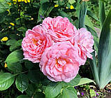 Троянда Bjorn Boy (Бьорн Бой), фото 4